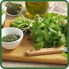 Perennial Levisticum Lovage Herb Garden Seeds