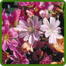 Lewisia Vibrant Rainbow of Colors