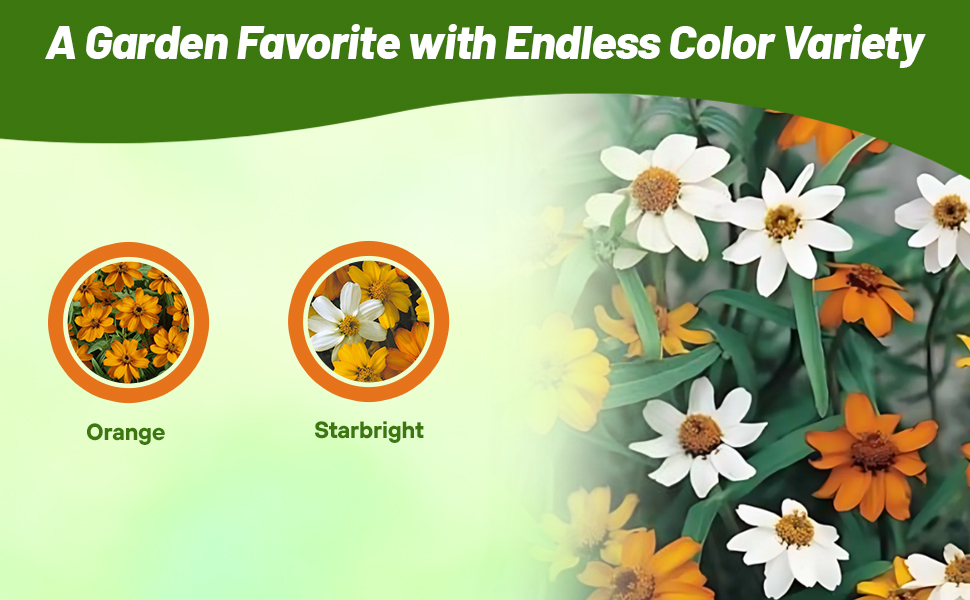 Orange & Starbright Zinnia Hybrida Star Flowers