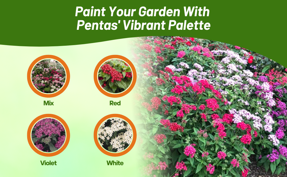 Red, White, Violet, & Pentas Mix Varieties