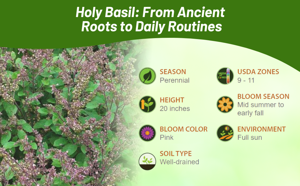 Perennial Basil For Full Sun