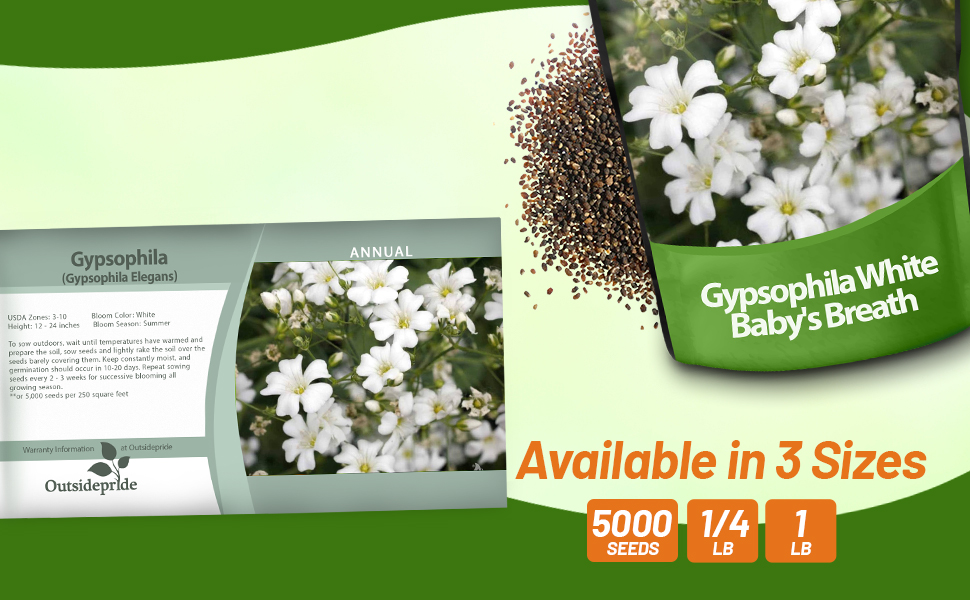 Gypsophila Baby