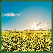 Self Seeding Yellow Wildflowers