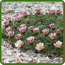 Drought Tolerant Garden Gnome Ground Cover Plants For Xeriscaping