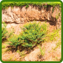 Beneficial Insectary Wildflowers For Erosion Control
