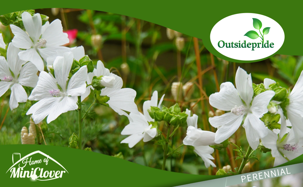 White Musk Mallow Flower Garden