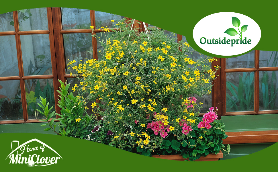Bur Marigold Hanging Flower Basket