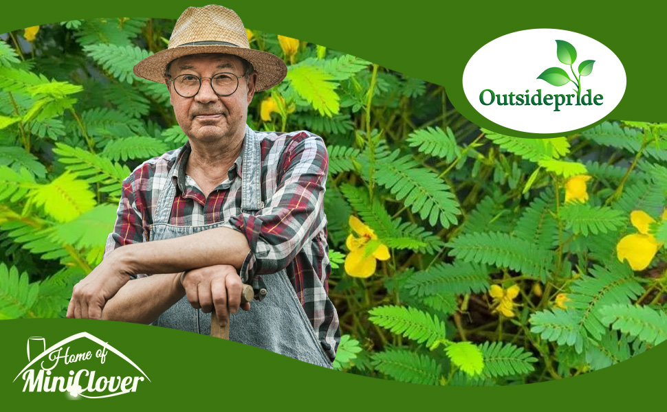 Man in Field of Partridge Forage Peas