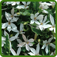 White Flowers of Perennial Laurentia