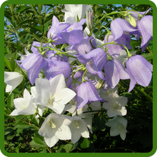 Peach-leaved Bellflower Soft, Bell Shaped Flowers