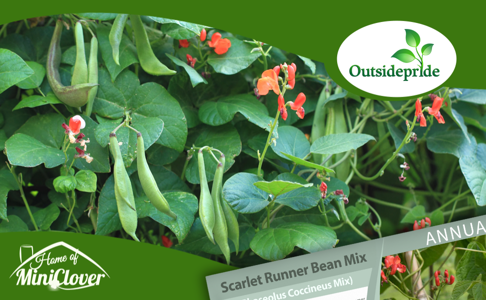 Scarlet Runner Bean Vegetable Garden