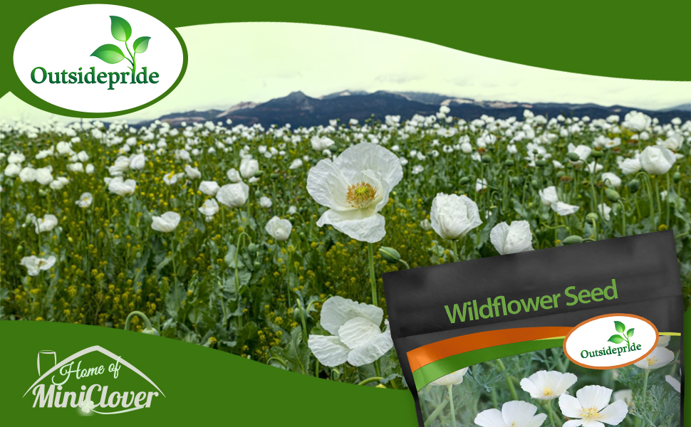 White LInen California Poppy Wildflower Seeds