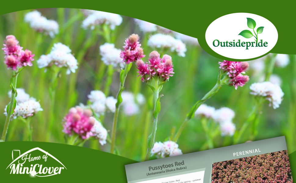 Antennaria Pussytoes Ground Cover Plants