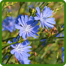 Vibrant Blue Blooms of Chicory