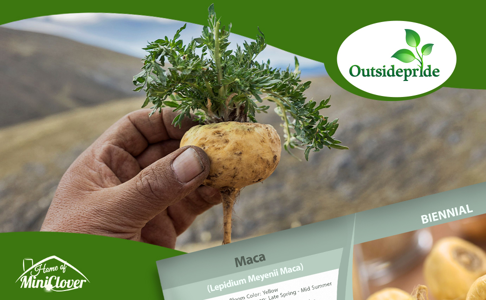 Maca Herb Plant Root System