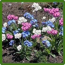 Drought Tolerant Myosotis alpestris Forget Me Not