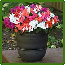 Impatiens Flower Seed Mixture Container Plant