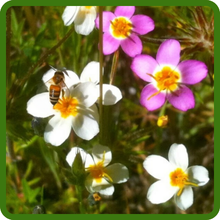 Leptosiphon Ground Cover Pollinator-Friendly Blooms
