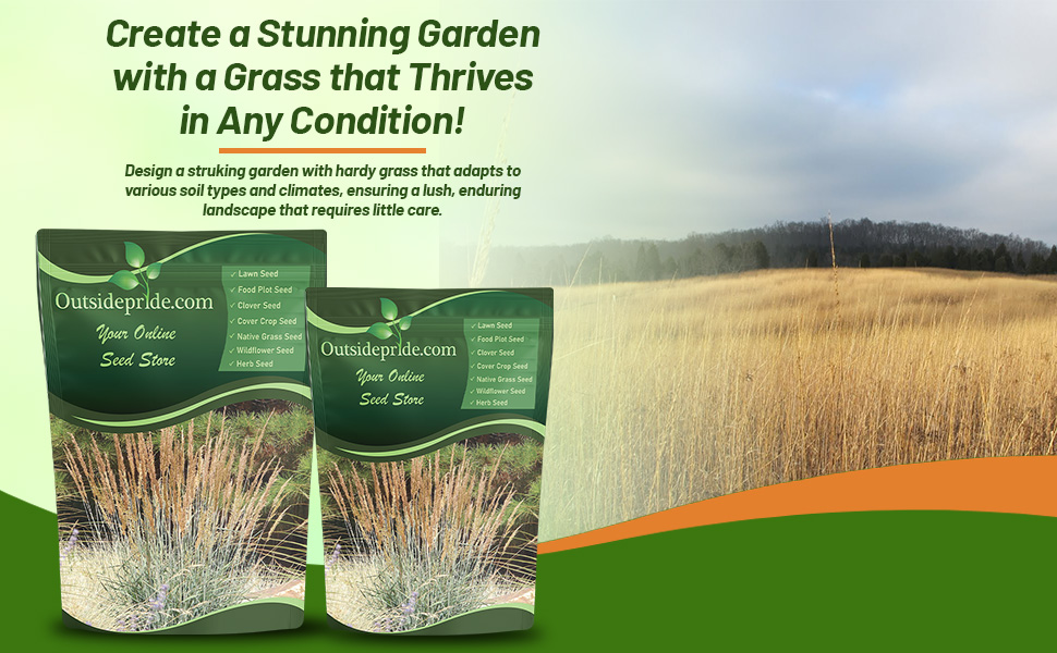 Hardy Indian Grass For Xeriscaping, Drought Tolerant Projects Low Water Conservation