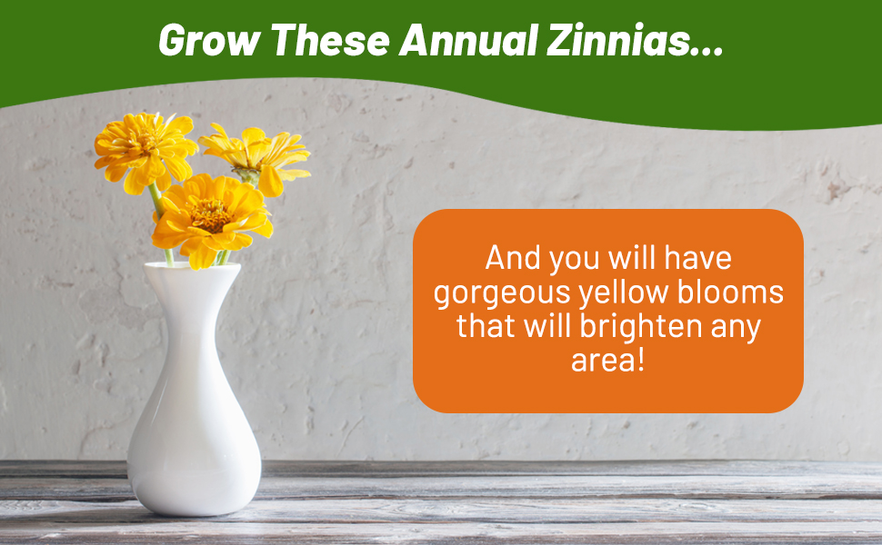 Zinnia Zilliput Yellow Cut Flower in Vase