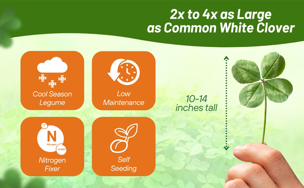 Ladino White Clover Cool Season Legume Forage Plant Seeds