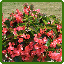 Heat and Humidity Tolerant Begonia Plants