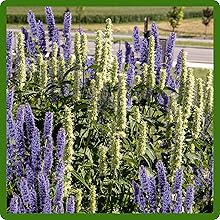 Drought Tolerant Hyssop For Heat & Humidity