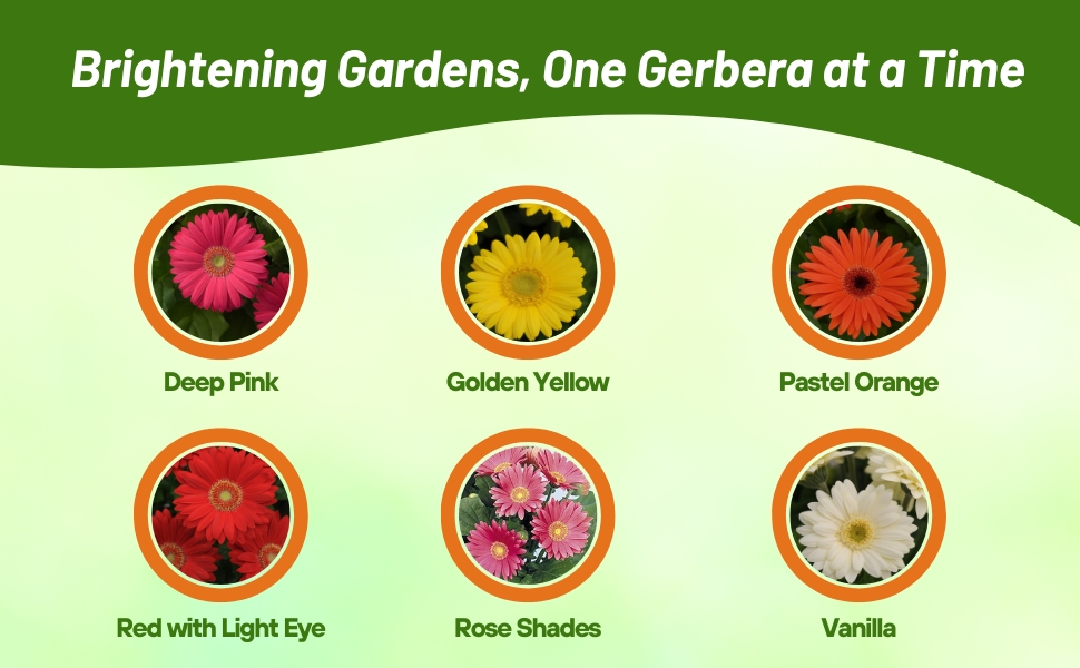 Varieties of Gerbera Flowers From Seeds