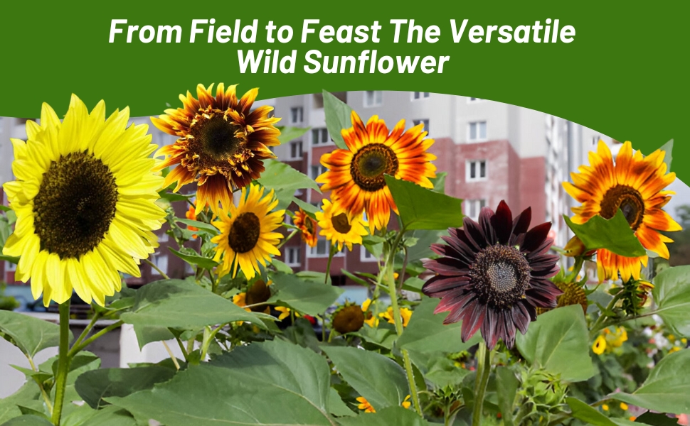 Helianthus Annuus Sunflower Flower Border Planted From Sunflower Seeds