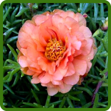 image of flower