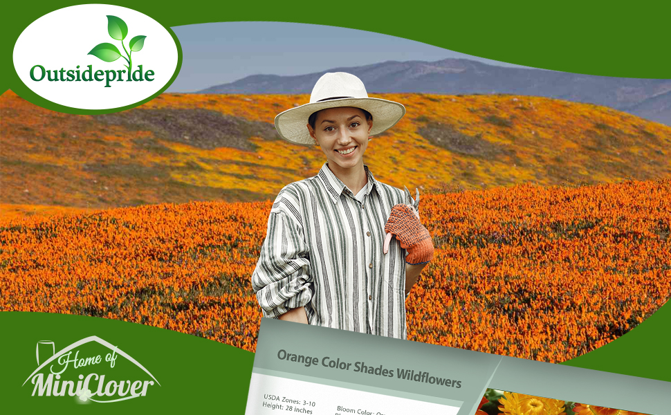 Orange Flower Field Grown From Seeds