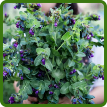 Honeworth Suitable for Cut Arrangements