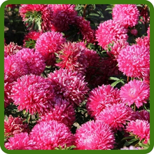 Compact & Upright Growth of Callistephus Tall Double Gremlin Aster