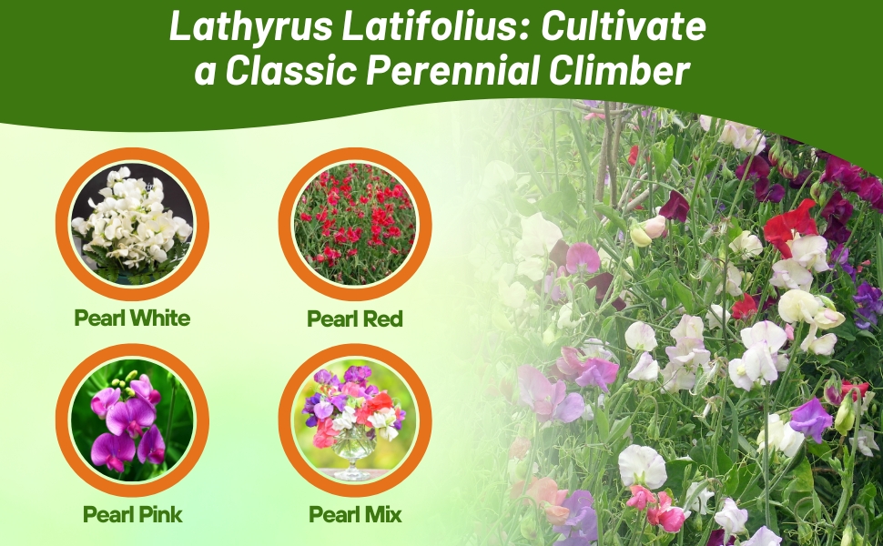 White, Red, Pink and Perennial Lathyrus Sweet Peas Mixture