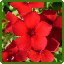 Bright Rose-Red Flowers of Scarlet Phlox