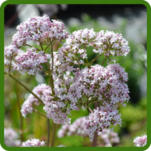 Valerian Fragrant White-Pink Flowers