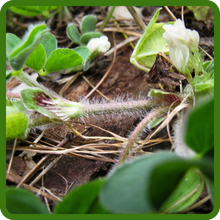 Subterranean Clover Is A Self-Seeding Annual