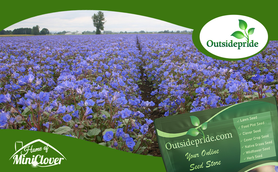 California Bluebell Wildflower Garden