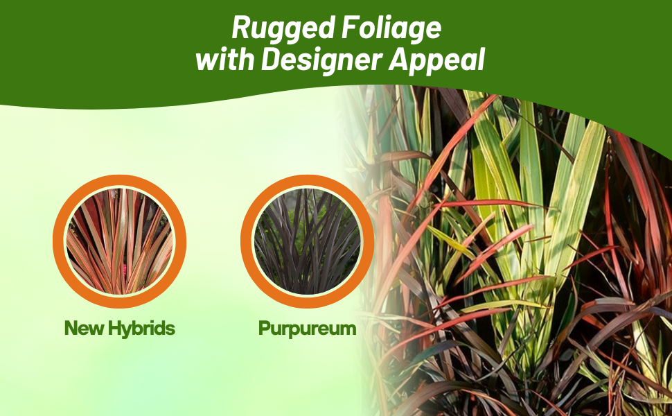 Phormium New Hybrids and Purpureum Varieties