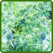 Hardy Perennial Drought & Heat Tolerant Eryngium Plants