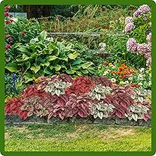 Beds & Borders Hypoestes Plants