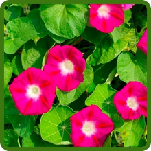 Fast Growing Ipomoea Purpurea Morning Glory