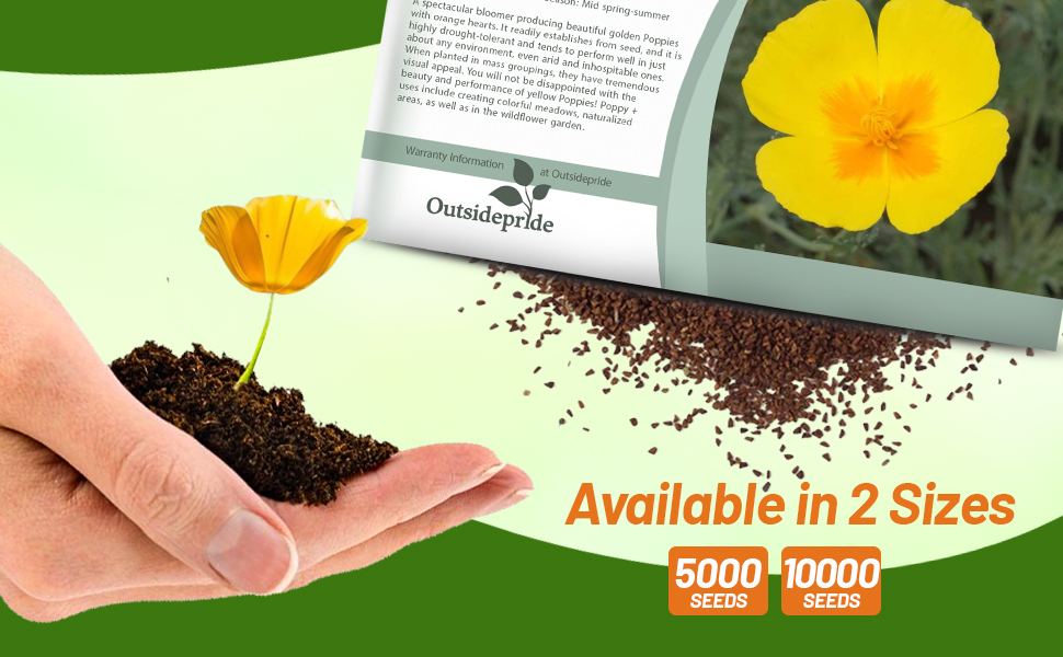 Yellow California Poppies