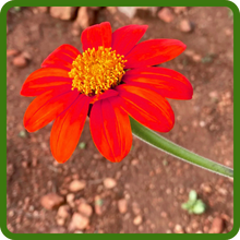Drought Tolerant Tithonia Mexican Sunflower Red Torch