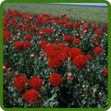 Peony Poppy Great for Mass Plantings