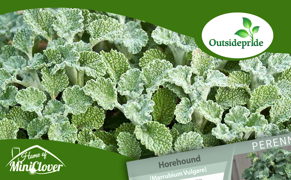Horehound Herb Garden Seed
