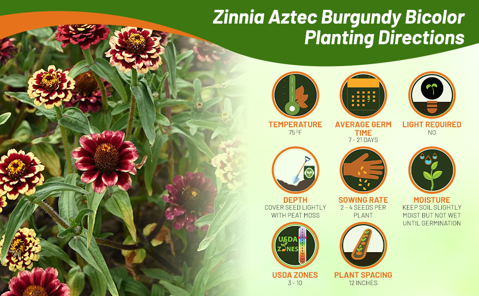 Planting Directions for Zinnia Aztec Burgundy Bicolor Flower Seeds