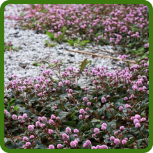 Low Maintenance & Low Growing Pinkhead Ground Cover Plants