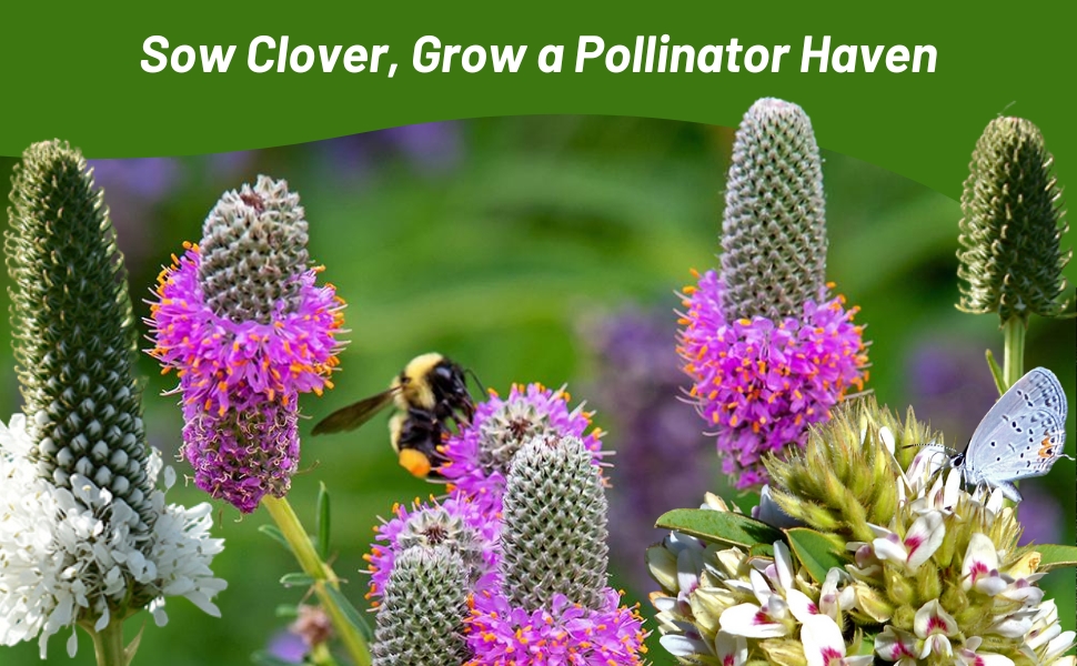Pollinating Purple & White Prairie Clover