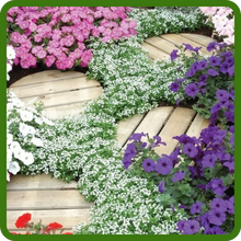 Easy Wave Petunias Flowering Ground Cover